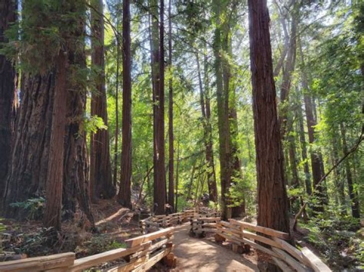 Massey Big Sur Park: A Hidden Gem in Nature's Wonderland