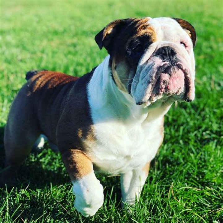 Discovering the World of the Micro English Bulldog