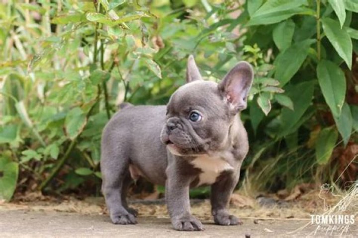 Mini Frenchie: The Adorable Companion You Never Knew You Needed