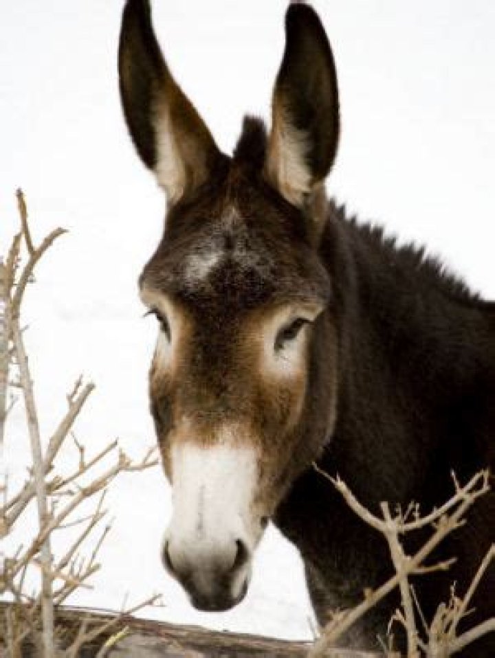 The Majestic Missouri State Animal: An In-Depth Exploration