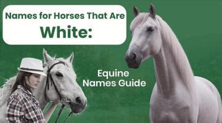Creative Names for Horses that are White: A Comprehensive Guide