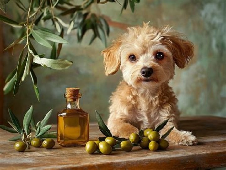 Uncovering the Benefits of Olive Oil for Dogs