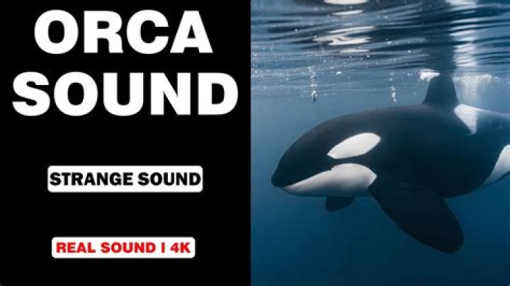 Discovering the Enigmatic World of Orca Whale Sounds
