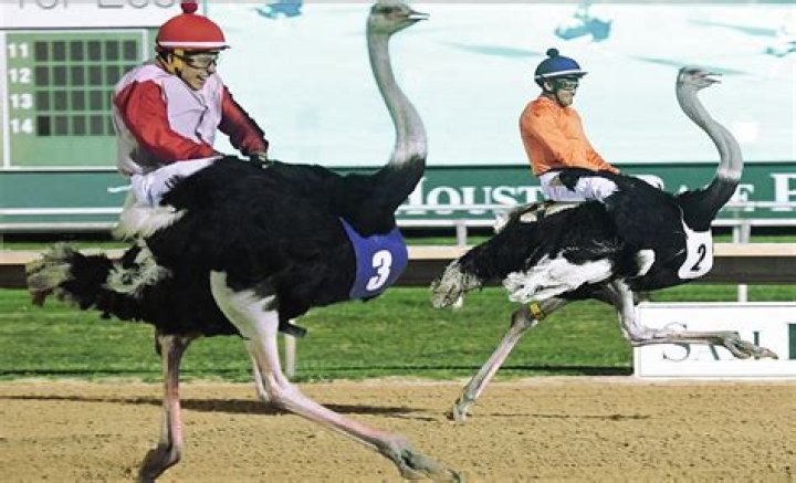 Thrills and History of Ostrich Racing: A Unique Spectacle