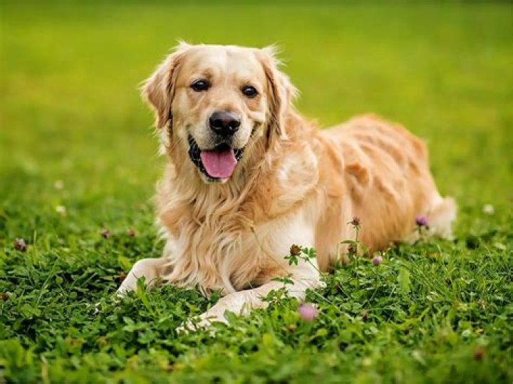 Find the Best Pet Insurance for Your Golden Retriever: Protect Your Furry Friend