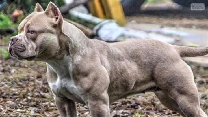 Pitbull Dog with Muscles: The Ultimate Guide to Understanding This Powerful Breed