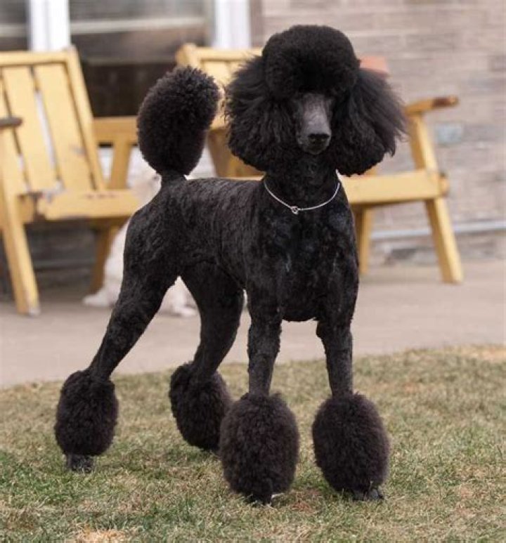 Discover the Art of the Poodle Miami Cut: Your Guide to a Stunning Canine Makeover