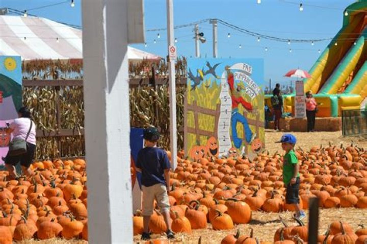Discovering the Charm of the Pumpkin Patch in Long Beach