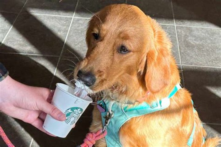 Everything You Need to Know About the Pup Cup at Starbucks