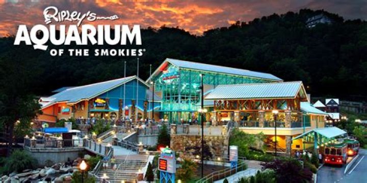 Ripley's Aquarium of the Smokies: A Spectacular Underwater Adventure