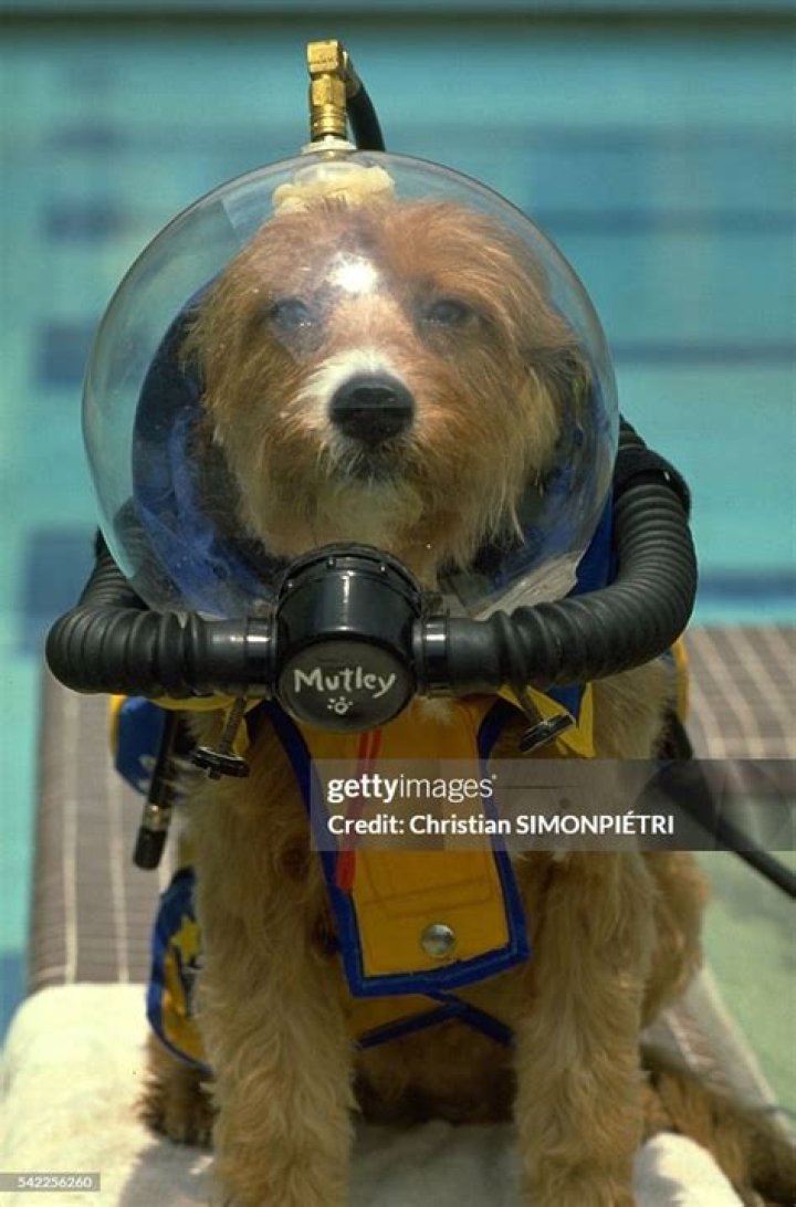 Adventures Underwater: The Life of a Scuba Diving Dog