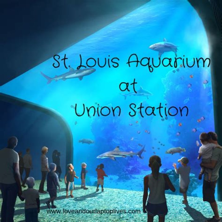 Discover the Wonders of St. Louis Aquarium at Union Station: A Comprehensive Guide