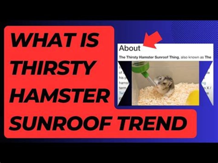 Everything You Need to Know About Sunroof Hamsters: A Comprehensive Guide
