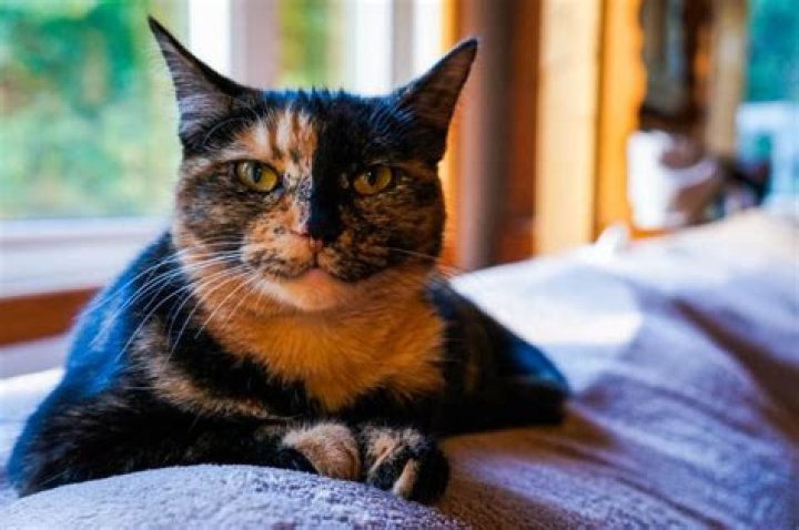Understanding the Unique Tortoiseshell Cat Personality