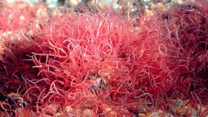 Ultimate Guide to Tubifex Worms: Benefits, Habitats, and Care