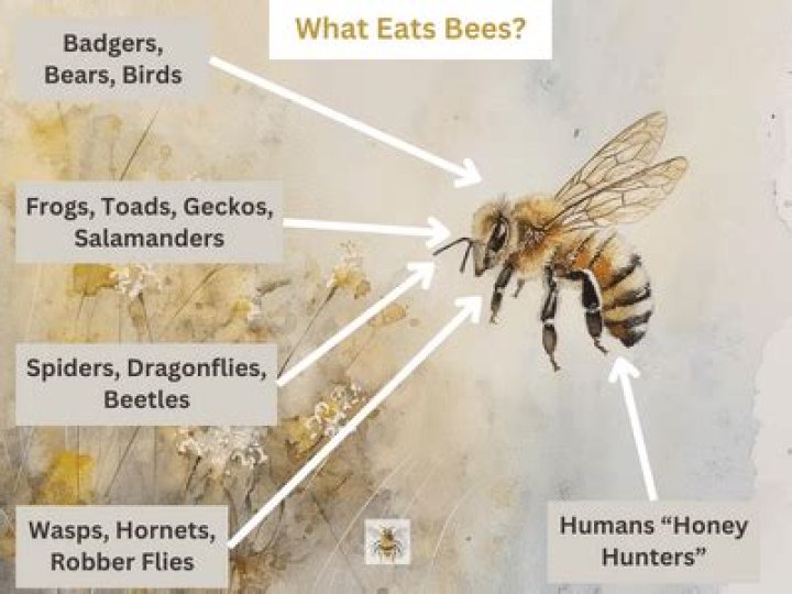 Unveiling the Predators: What Eats Bees?