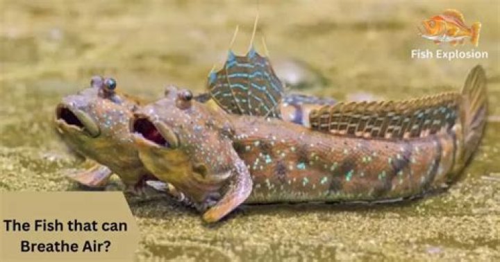 Discovering the Fascinating World of Fish that Breathe Air from the Wetlands