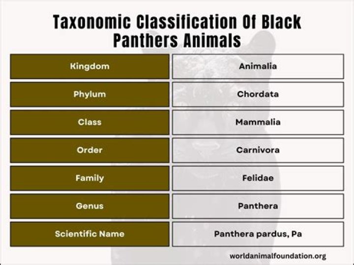 Unlocking the Mysteries: What Taxonomy Kingdom is a Black Panther In?