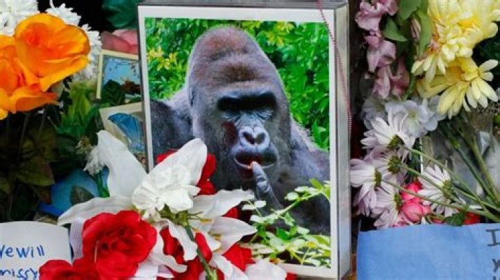 When Did Harambe Get Killed? A Deep Dive into the Incident and Its Aftermath