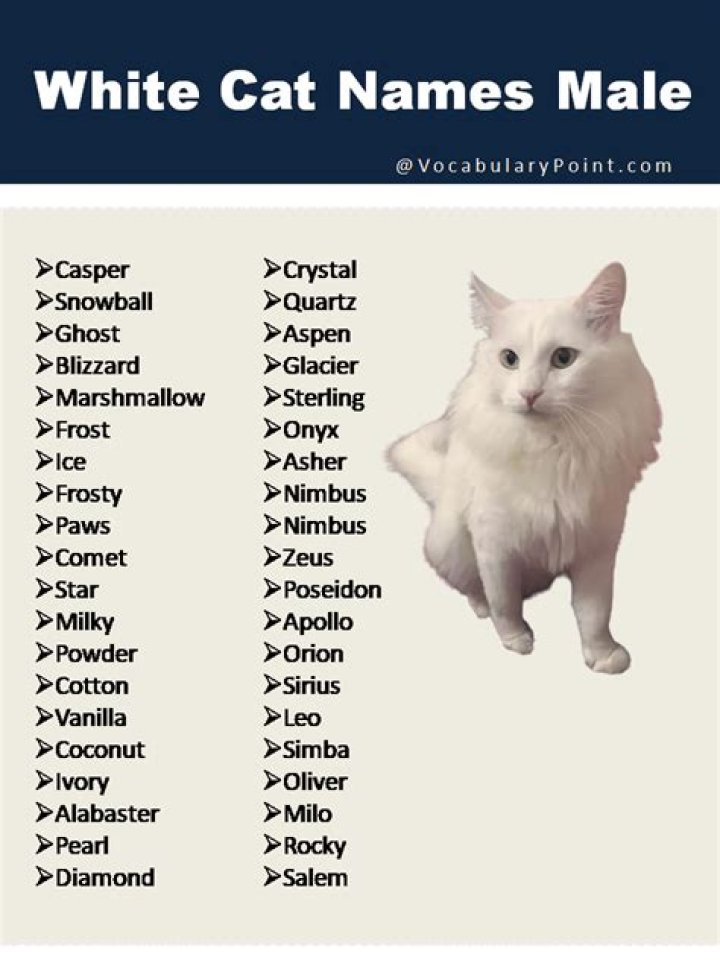 Creative White Cat Names: A Comprehensive Collection