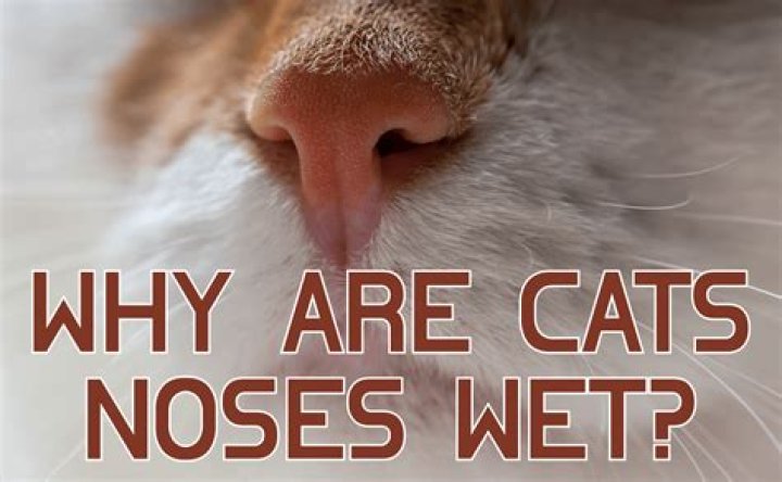 Why Are Cats' Noses Wet: Understanding the Fascinating Phenomenon