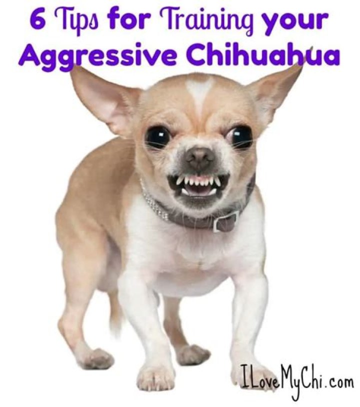 Understanding the Chihuahua's Attitude: Why Are Chihuahuas So Mean?