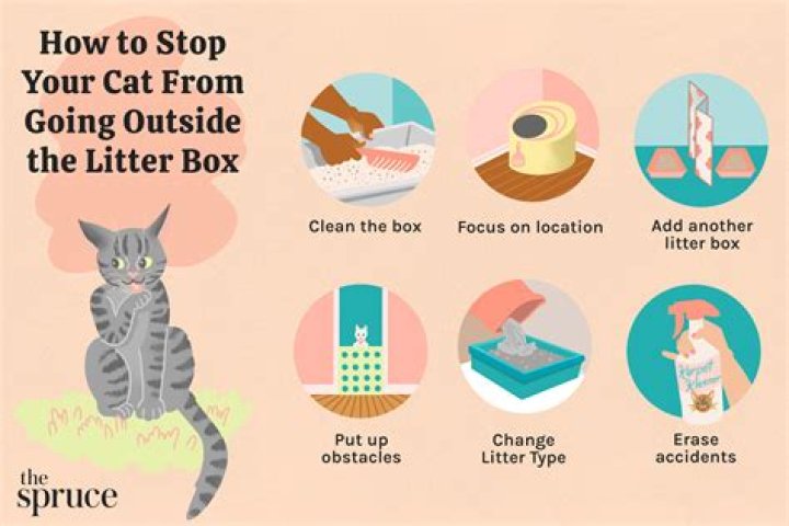 Understanding the Reasons Behind Cats Pooping Outside the Litter Box: A Comprehensive Guide
